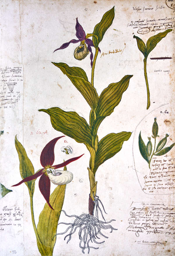 Conrad Gessner Frauenschuh